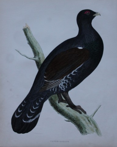Rev FO Morris - Hand coloured engraving of Capercaillie 1870