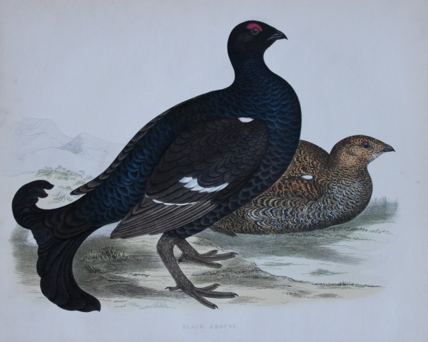 Rev FO Morris - Hand coloured engraving of Black Grouse 1870