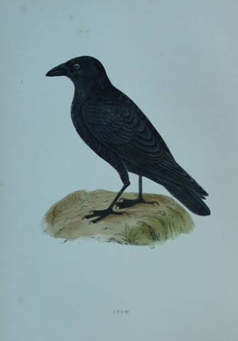 Rev FO Morris - Hand coloured engraving of Crow 1870