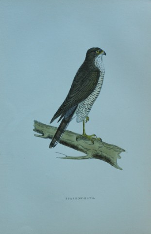 Rev FO Morris - Hand coloured engraving of Sparrowhawk 1870