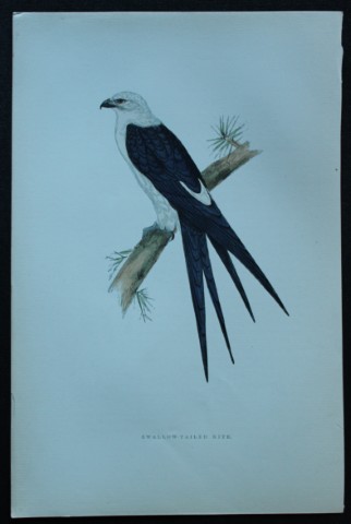 Rev FO Morris - Hand coloured engraving of Swallow-Tailed Kite 1870