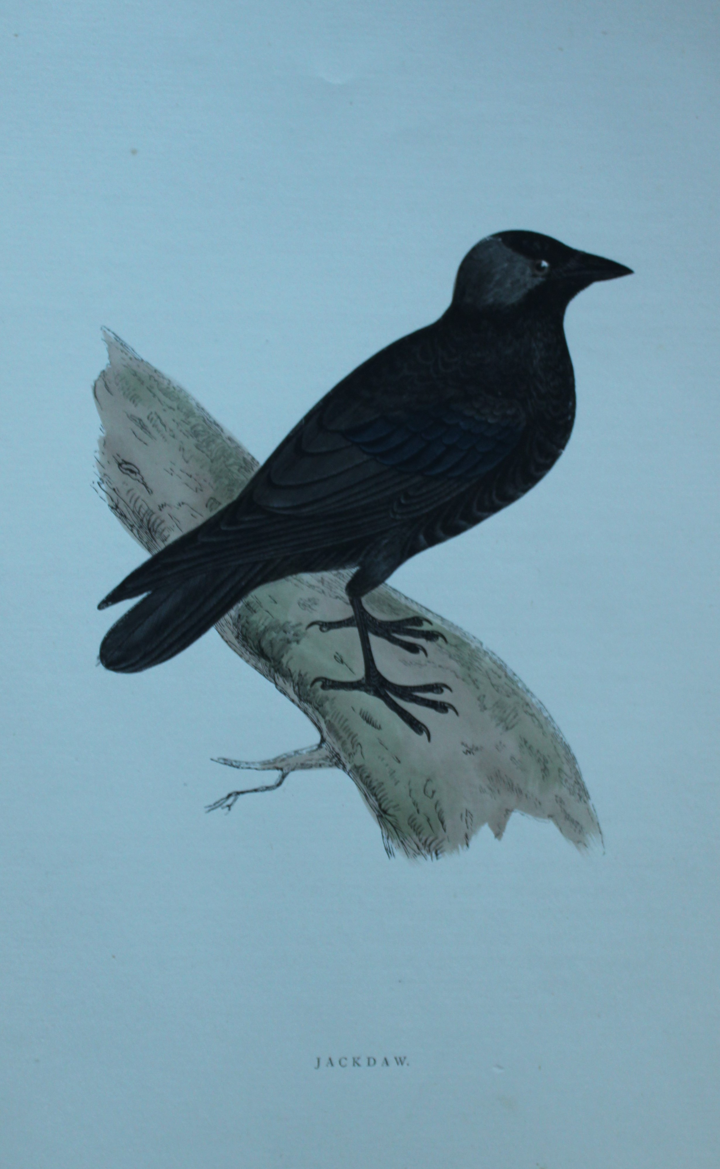 Rev FO Morris - Hand coloured engraving of Jackdaw 1870