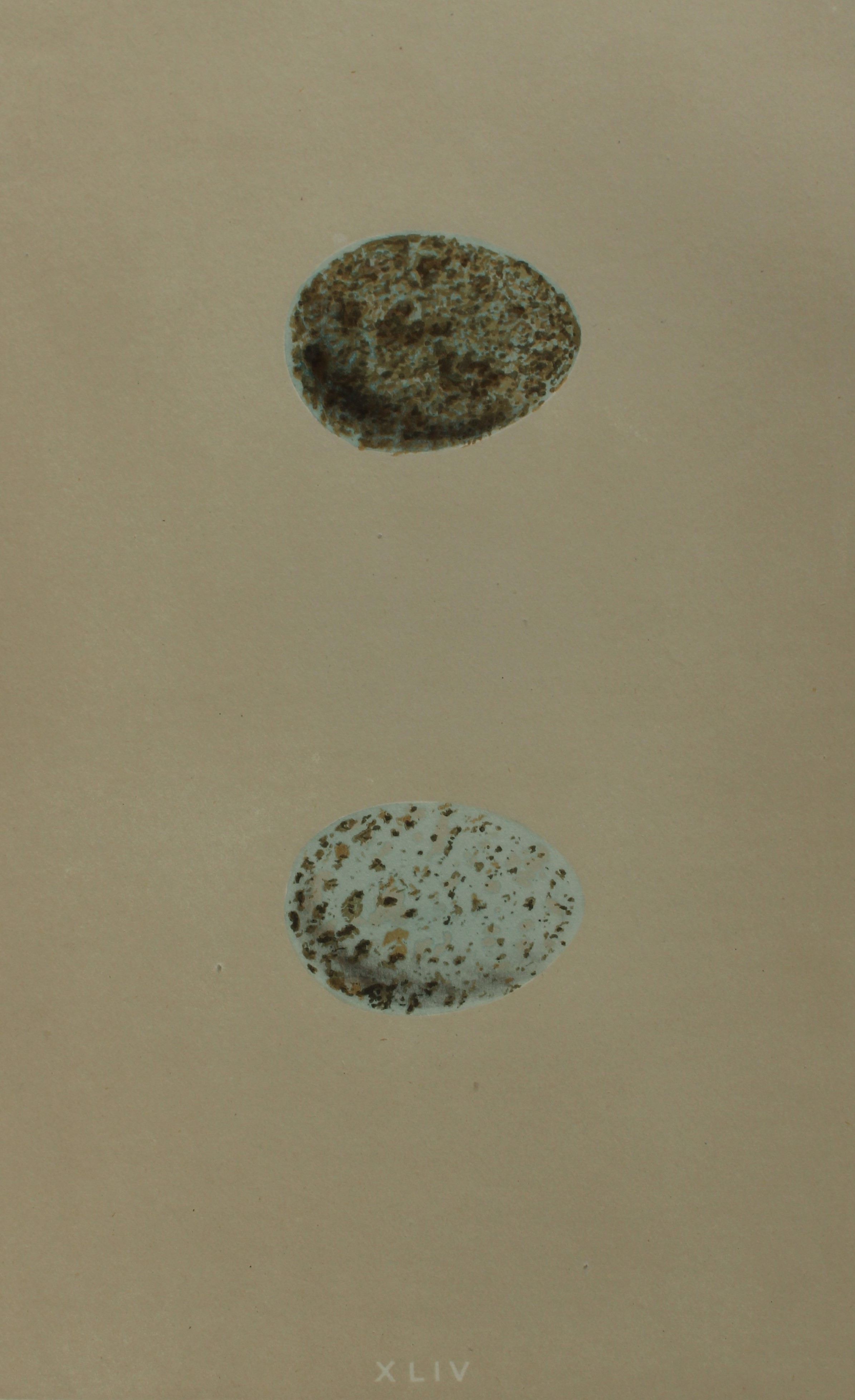 Rev FO Morris - Antique print of Eggs of the Crow 1875