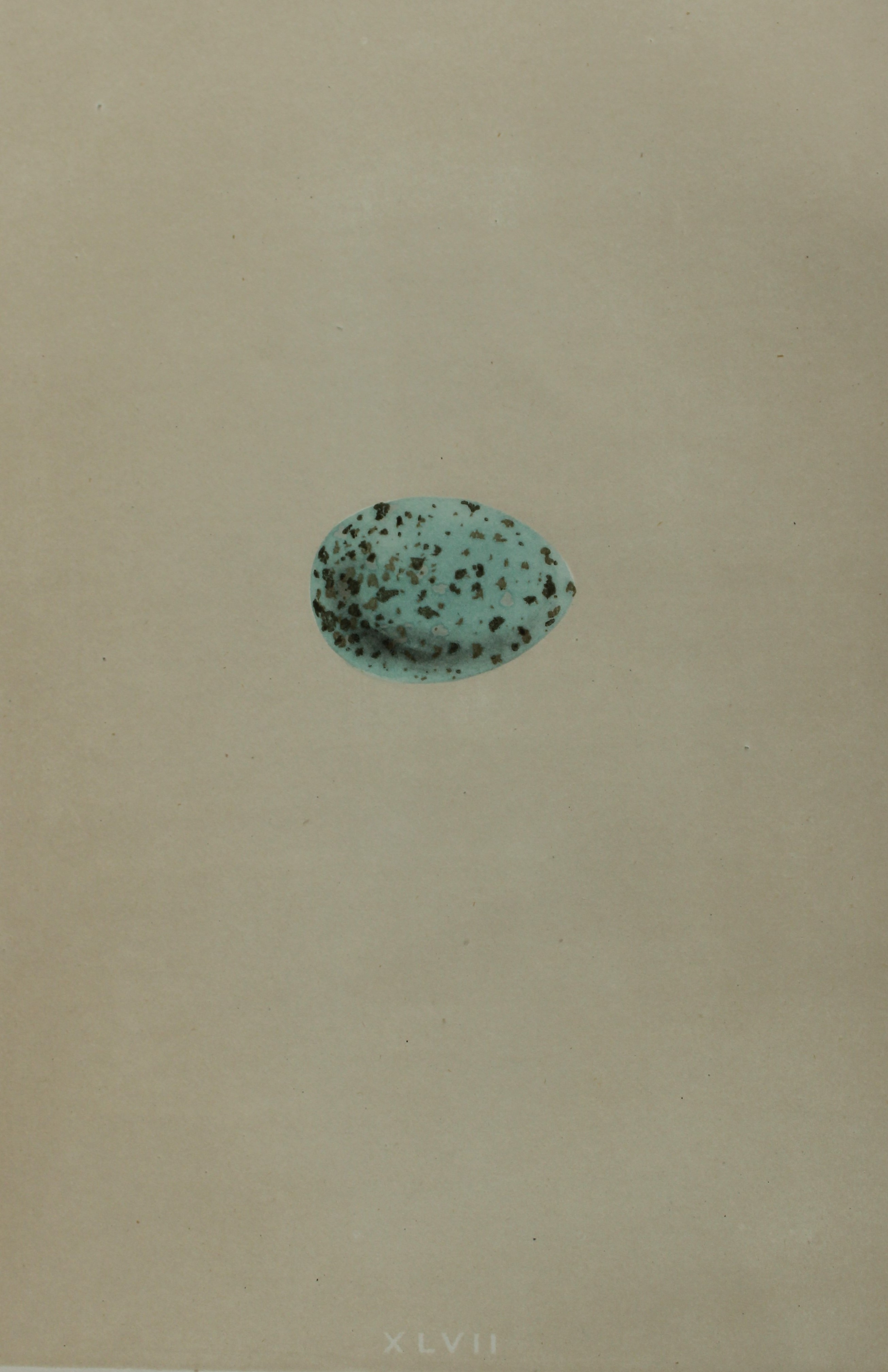 Rev FO Morris - Antique print of Eggs of the Jackdaw 1875