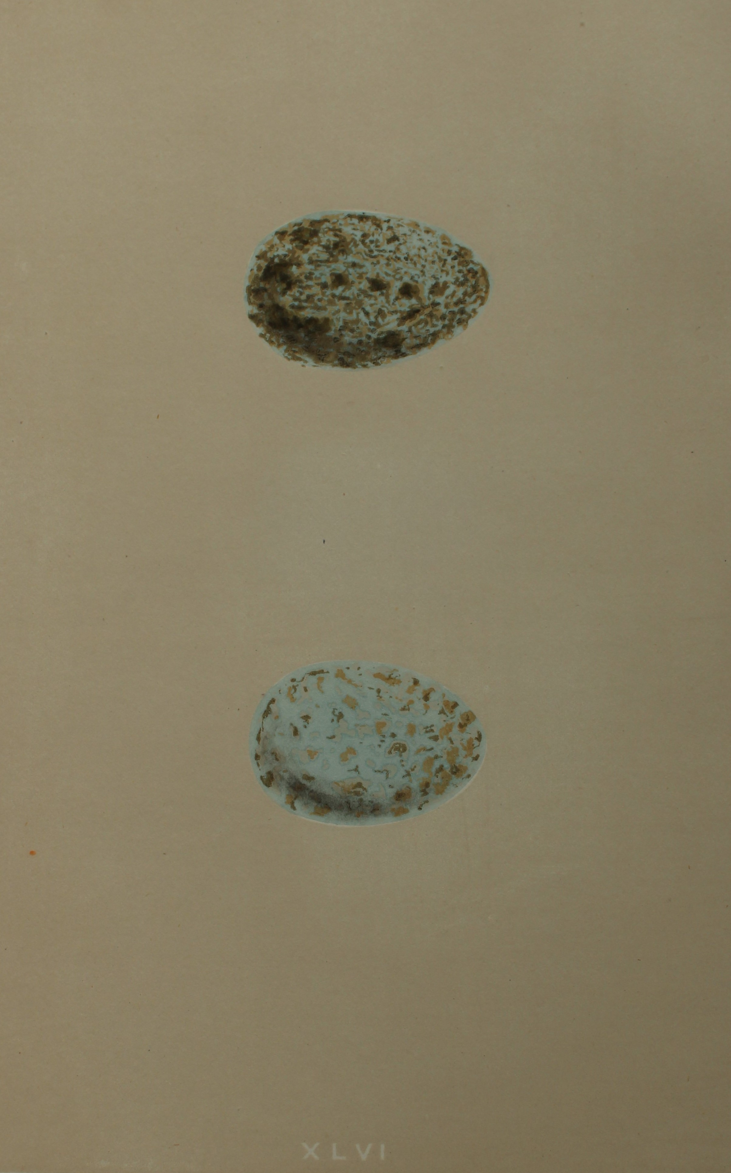 Rev FO Morris - Antique print of Eggs of the Rook 1875