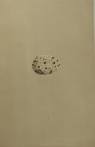 Rev FO Morris - Antique print of Eggs of the Chough 1875