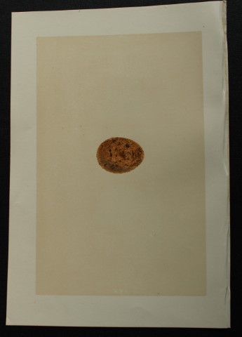 Rev FO Morris - Antique print of Eggs of the Merlin 1875
