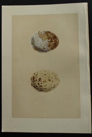 Rev FO Morris - Antique print of Eggs of the Buzzard 1875