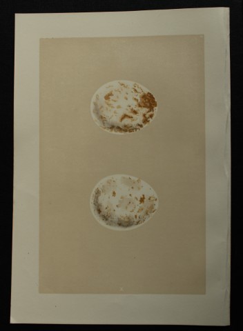 Rev FO Morris - Antique print of Eggs of the Kite 1875