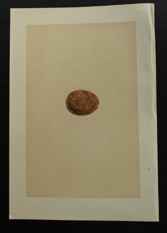 Rev FO Morris - Antique print of Eggs of the Hobby 1875