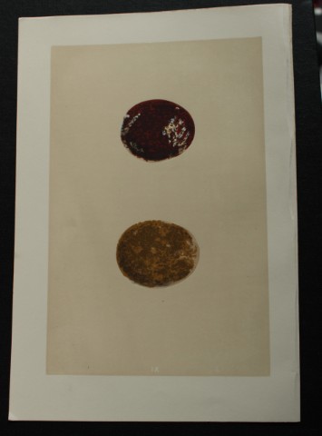 Rev FO Morris - Antique print of Eggs of the Honey Buzzard 1875