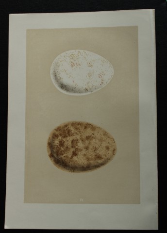 Rev FO Morris - Antique print of Eggs of the Golden Eagle 1875