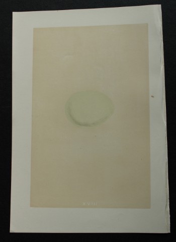 Rev FO Morris - Antique print of Eggs of the Goshawk 1875