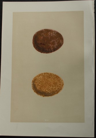 Rev FO Morris - Antique print of Eggs of the Jer-Falcon 1875