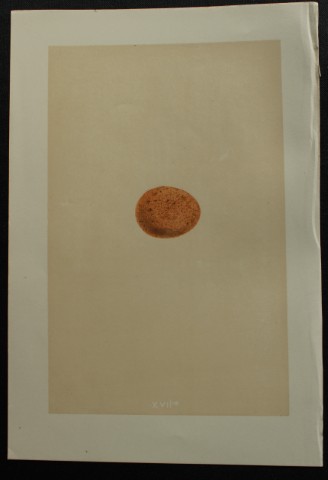 Rev FO Morris - Antique print of Eggs of the Lesser Kestrel 1875