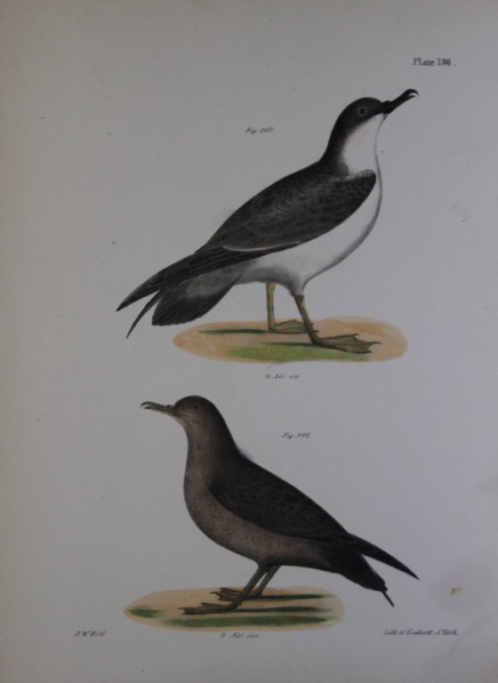James E DeKay - Plate CXXXVI  The Large Shearwater, young and adult 1844