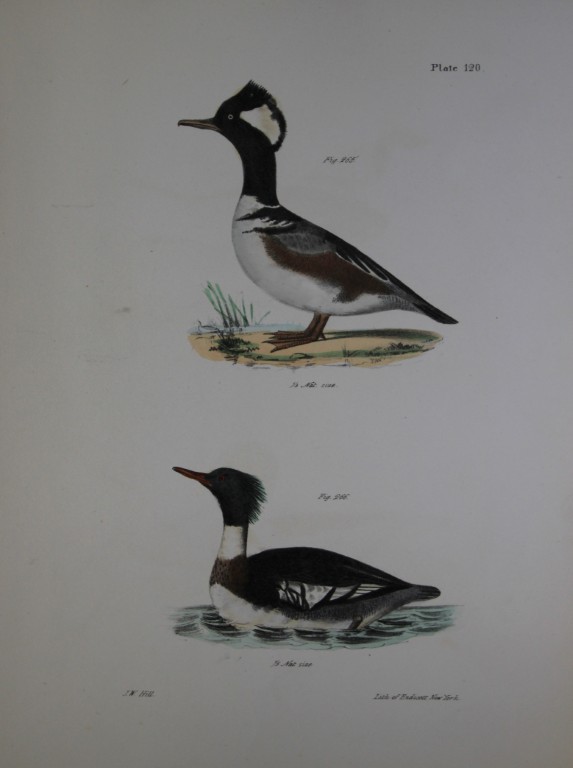 James E DeKay - Plate CXX  The Hooded Sheldrake and The Red-breasted Sheldrake 1844
