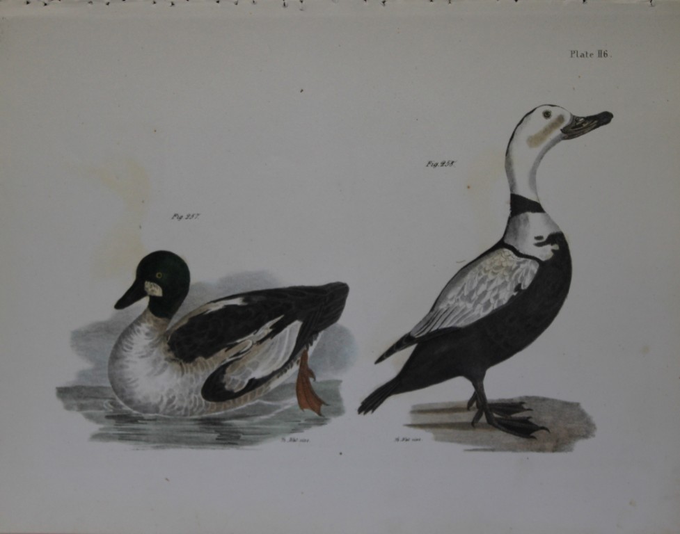 James E DeKay - Plate CXVI  The Whistler and The Pied Duck  1844