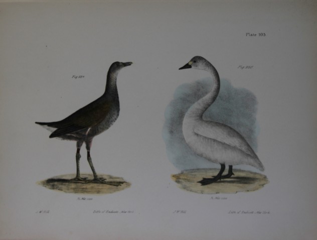 James E DeKay - Plate CV  The Florida Gallinule and The American Swan 1844
