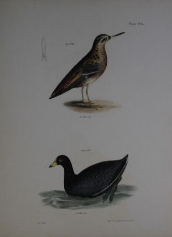 James E DeKay - Plate CIV  The Red Phalarope and The American Coot  1844