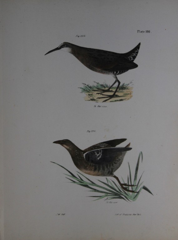 James E DeKay - Plate C  The Mud-hen and The Sora Rail 1844