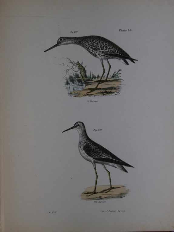 James E DeKay - Plate XCIV  The Varied Tatler and The Yellowlegs 1844