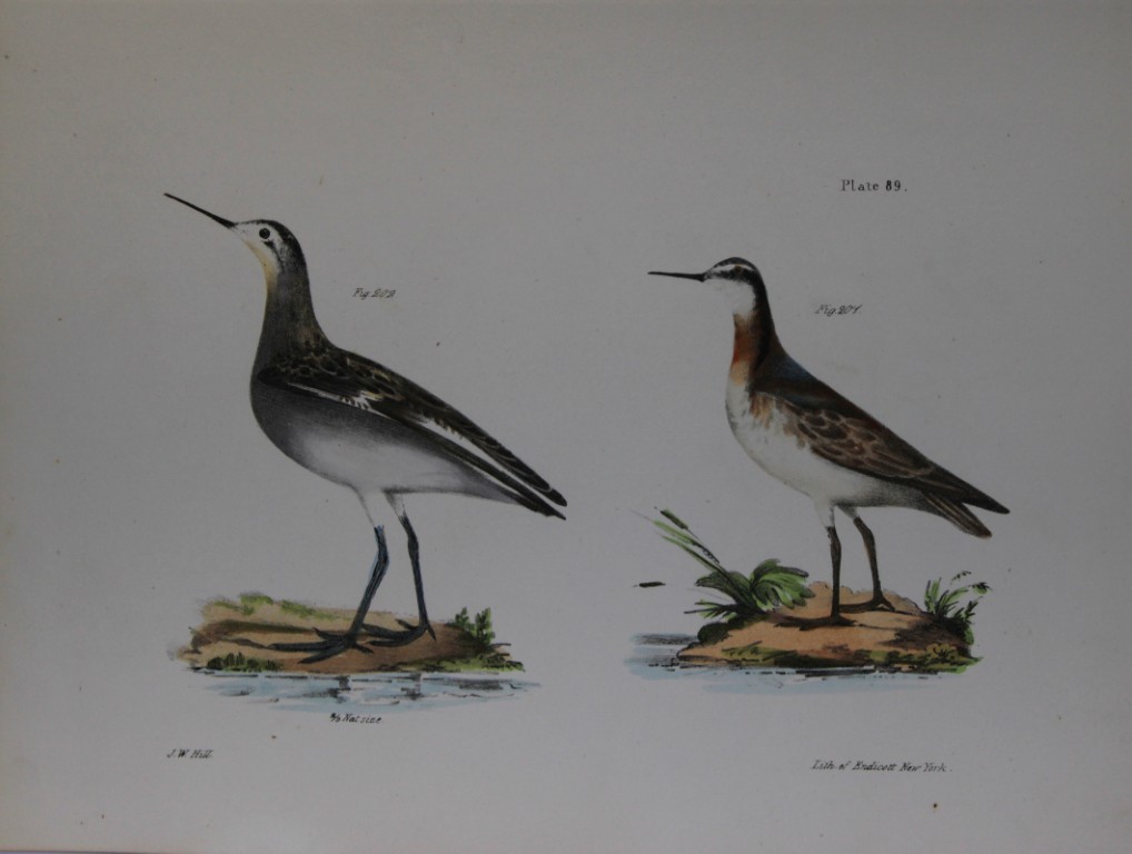 James E DeKay - Plate LXXXIX  Wilson's Holopode 1844
