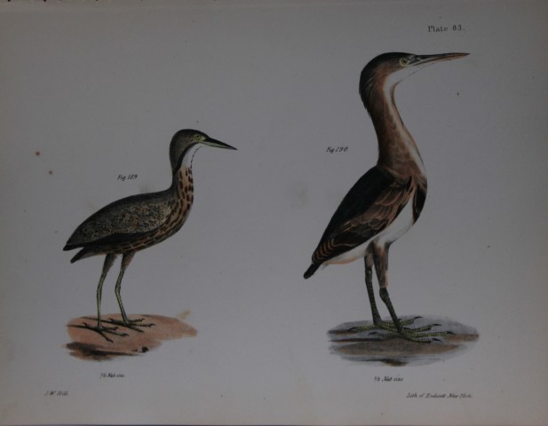 James E DeKay - Plate LXXXIII  The American Bittern and The Small Bittern  1844