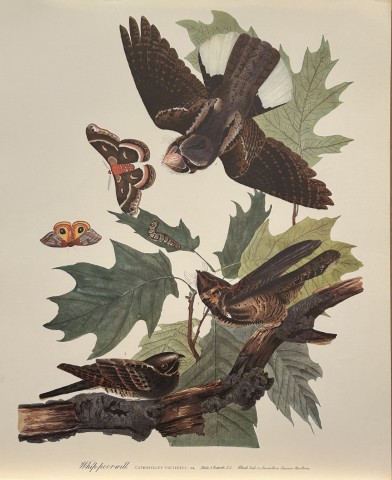JJ Audubon -  Whippoorwill 1964