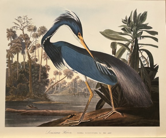 JJ Audubon -  Louisiana Heron 1964