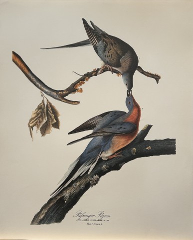 JJ Audubon - Passenger Pigeon 1964