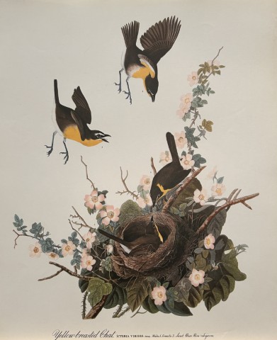 JJ Audubon - Yellow-breasted Chat 1964