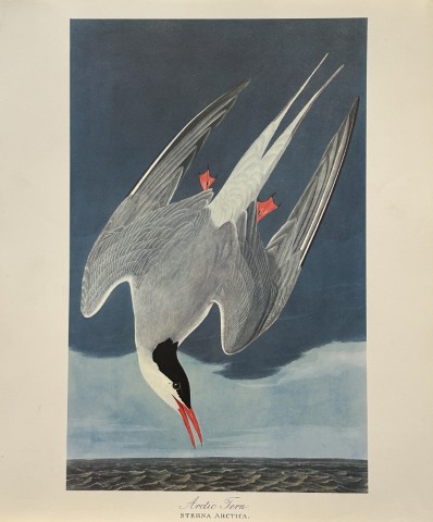 JJ Audubon -  Arctic Tern 1964