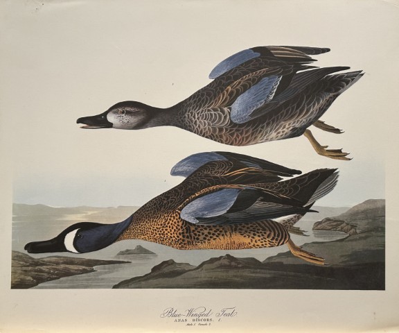JJ Audubon - Blue-winged Teal 1964