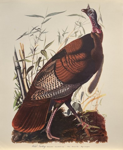 JJ Audubon -  Wild Turkey 1964