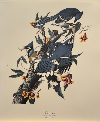 JJ Audubon -  Blue Jay 1964