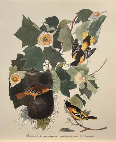 JJ Audubon - Baltimore Oriole 1964