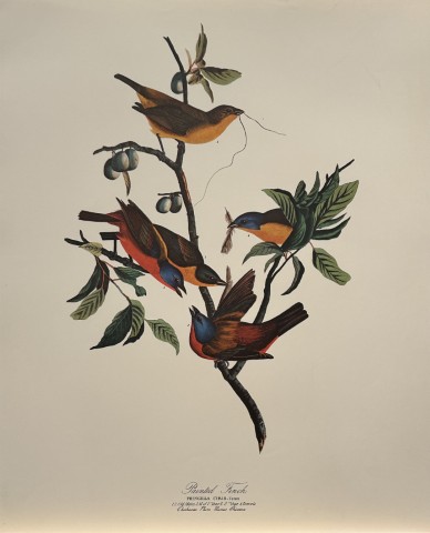 JJ Audubon -  Painted Finch 1964