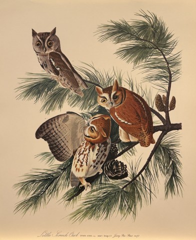 JJ Audubon -  Little Screech Owl 1964