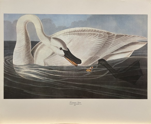 JJ Audubon -  Trumpeter Swan 1964