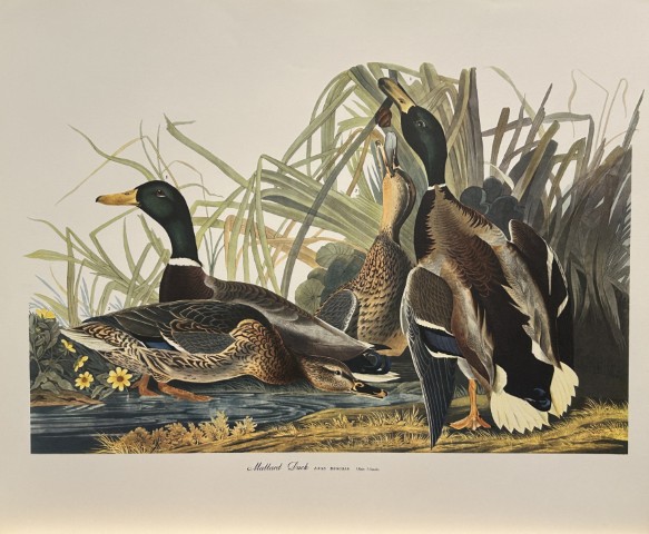 JJ Audubon -  Mallard Duck 1964