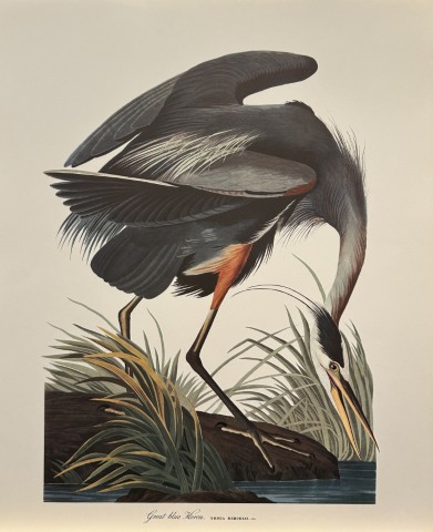 JJ Audubon -  Great Blue Heron 1964