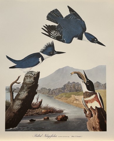 JJ Audubon -  Belted Kingfisher 1964