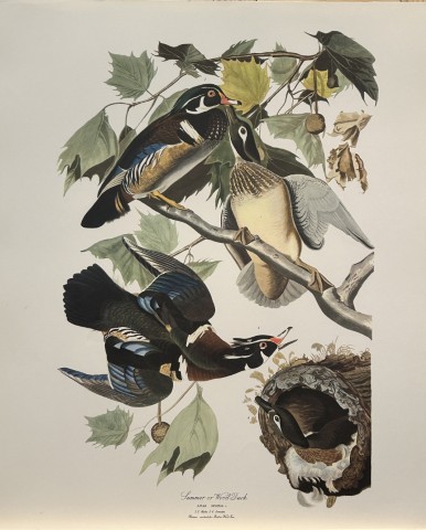 JJ Audubon -  Summer or Wood Duck 1964