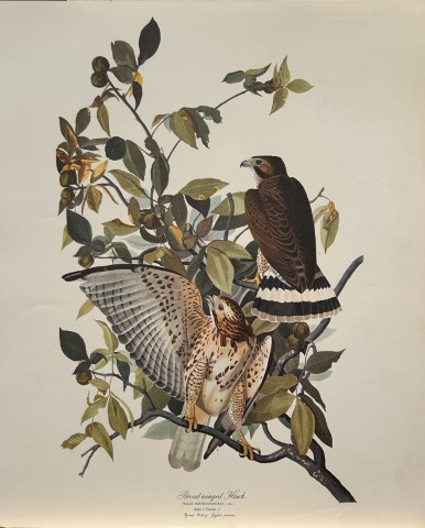 JJ Audubon -  Broad-winged Hawk 1964