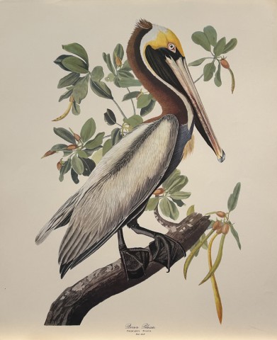 JJ Audubon -  Brown Pelican 1964