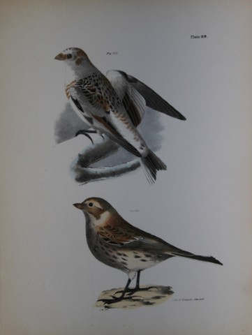 James E DeKay - Plate LXIX  The White Snowbird and The Lapland Snowbird 1844