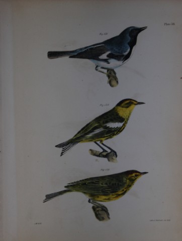 James E DeKay -Plate LVIII  The Black-throated Blue Warbler, The Cape-May Warbler and The Nashville Warbler 1844