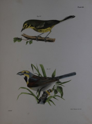 James E DeKay - Plate XLIX  The Prairie Warbler and The Black-throated Bunting  1844