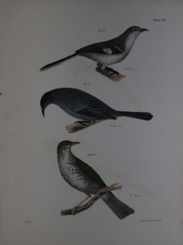 James E DeKay - Plate XXXIX  The Mocking-bird, The Cat-bird and The Wood Thrush 1844